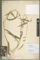 Isotype of Chasechloa egregia (Mez) A. Camus [family POACEAE]
