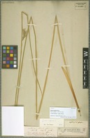 Isotype of Juncus elatus Steud. [family JUNCACEAE]