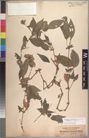 Isolectotype of Phaulopsis longifolia Thoms. ex C. B. Clarke [family ACANTHACEAE]