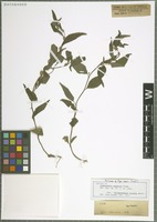 Isotype of Xiphochaeta aquatica Poepp. [family ASTERACEAE]
