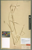 Type of Andropogon apricus Nees variety indicus Hack. [family POACEAE]