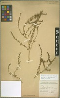 Isotype of Halothamnus kermanensis Kothe-Heinr. [family CHENOPODIACEAE]