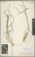 Holotype of Hordeum cordobense Bothmer, N. Jacobsen & Nicora [family POACEAE]