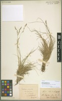 Holotype of Festuca versicolor Tausch forma zapalowiczii Krajina [family POACEAE]