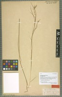 Type of Andropogon apricus Nees variety indicus Hack. [family POACEAE]
