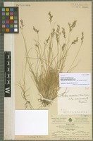 Syntype of Festuca versicolor Tausch subspecies pseudosulcata Krajina [family POACEAE]
