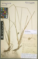 Type? of Sesleria heufleriana Schur [family POACEAE]