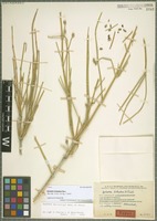 Type of Ephedra holoptera Riedl [family EPHEDRACEAE]