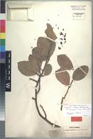 Syntype of Turraea nilotica Kotschy&Peyr. [family MELIACEAE]