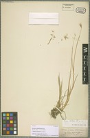 Isotype of Hordeum cylindricum Steud. [family POACEAE]