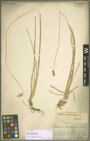 Type? of Sesleria heufleriana Schur [family POACEAE]