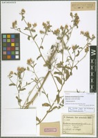 Syntype of Centaurea ramosissima Freyn & Sint. [family ASTERACEAE]