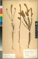 Isotype of Hebenstretia filifolia Gand. [family SCROPHULARIACEAE]