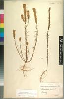 Isotype of Hebenstretia filifolia Gand. [family SCROPHULARIACEAE]