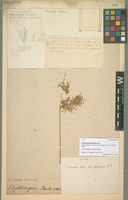 Type of Juncus leptocarpus Buchenau [family JUNCACEAE]