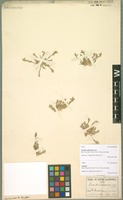 Type of Orcuttia californica Vasey [family POACEAE]