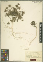 Type of Daucus littoralis Sm. subspecies hyrcanicus Rech. f. [family APIACEAE]