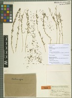 Type? of Salsola kerneri (Wol.) Botsch. [family CHENOPODIACEAE]