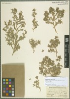 Type of Halimocnemis gibbosa Woł. [family CHENOPODIACEAE]