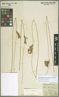 Syntype of Juncus glaucus Ehrh. ex G. Gaertn., B. Mey. & Scherb. [family JUNCACEAE]