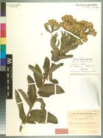 Holotype of Vernonia roseopapposa Gilli [family ASTERACEAE]