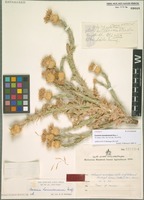Holotype of Cousinia hamadanensis Rech. f. [family ASTERACEAE]