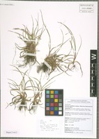 Isotype of Luzula multiflora (Ehrh.) Lej. subspecies hibernica Kirschner & T. C. G. Rich [family JUNCACEAE]