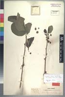 Syntype of Turraea nilotica Kotschy&Peyr. [family MELIACEAE]