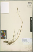 Isotype of Hordeum cylindricum Steud. [family POACEAE]