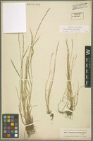Isotype of Lolium persicum Boiss. & Hohen. [family POACEAE]