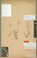 Syntype of Eragrostis limbata E. Fourn. [family POACEAE]