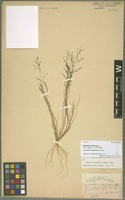 Isotype of Eragrostis unionis Steud. [family POACEAE]
