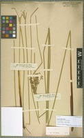 Isotype of Juncus elatus Steud. [family JUNCACEAE]
