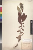 Isotype of Dichapetalum venenatum Engl.&Gilg [family DICHAPETALACEAE]