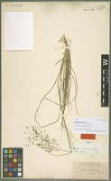 Isotype of Eragrostis tracyi Hitchc. [family POACEAE]