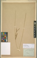 Type? of Juncus longicornis Bast. [family JUNCACEAE]