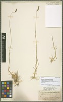 Syntype of Hordeum brevisubulatum (Trin.) Link subspecies violaceum (Boiss. & Hohen.) Tzvelev [family POACEAE]