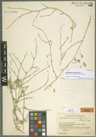 Holotype of Anthochlamys multinervis Rech. f. [family CHENOPODIACEAE]