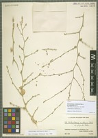 Isotype of Anthochlamys multinervis Rech. f. variety polyantha Aellen [family CHENOPODIACEAE]