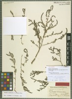 Type? of Suaeda cochlearifolia Woł. [family CHENOPODIACEAE]
