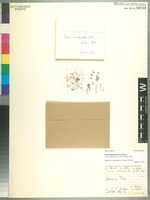 Type of Erica rhodantha Guthrie & Bolus [family ERICACEAE]