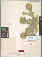 Holotype of Cousinia lactiflora Rech. f. [family ASTERACEAE]