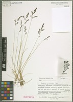 Isotype of Festuca picturata Pils [family POACEAE]