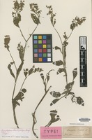 Isotype of Symphytum brachycalyx Boiss. [family BORAGINACEAE]