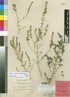 Isotype of Salsola zygophylla Batt. & Trab. var. vesceritensis Chevall. [family CHENOPODIACEAE]