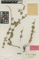 Isosyntype of Nepeta persica Boiss. [family LABIATAE]