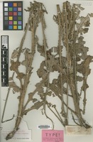 Isotype of Carduus hystrix C.A.Mey. [family COMPOSITAE]