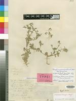 Lectotype of Asteriscus schimperi (Boiss.) Boiss. [family COMPOSITAE]