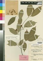 Isotype of Baphia latiloi Soladoye [family LEGUMINOSAE-PAP.]