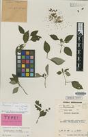 Isotype of Dissotis entii J.B.Hall [family MELASTOMATACEAE]